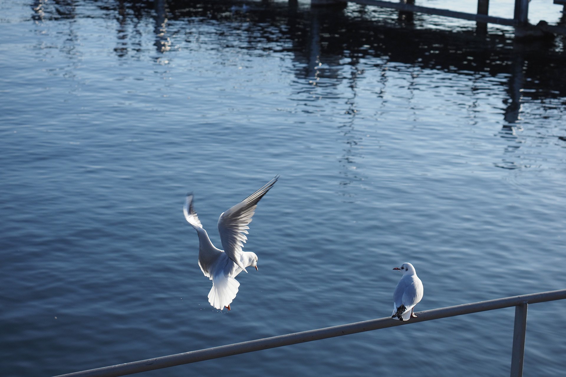 Olympus OM-D E-M1 Mark II: C-AF+Tracking, Bild 14